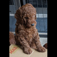 Labradoodle