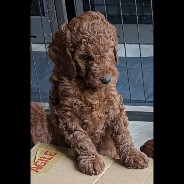Labradoodle