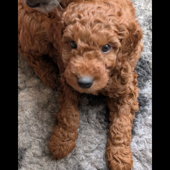Labradoodle