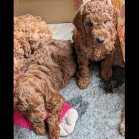 Labradoodle