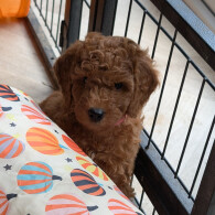 Labradoodle