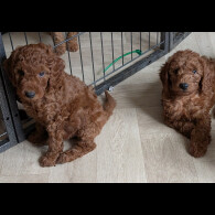 Labradoodle