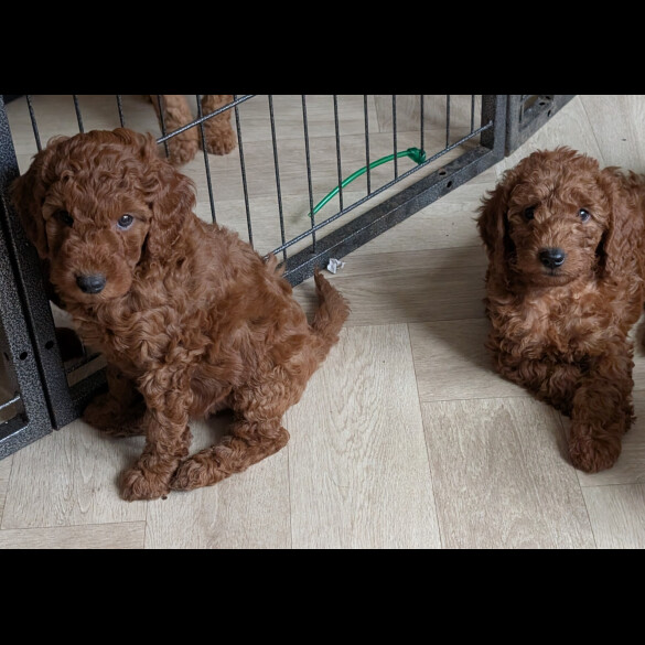 Labradoodle