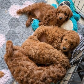 Labradoodle