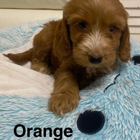 Labradoodle