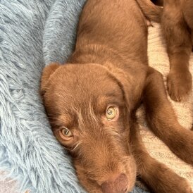 Labradoodle - Both