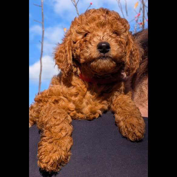Labradoodle