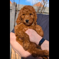 Labradoodle