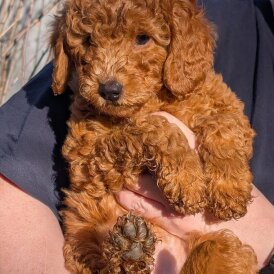 Labradoodle