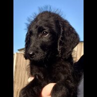Labradoodle