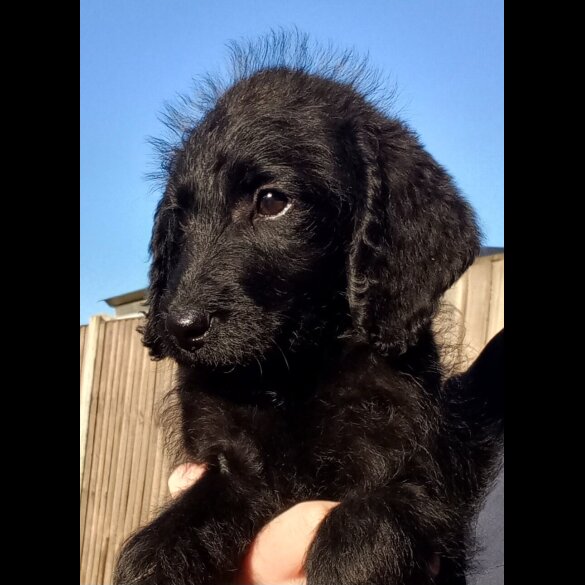 Labradoodle