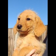 Labradoodle