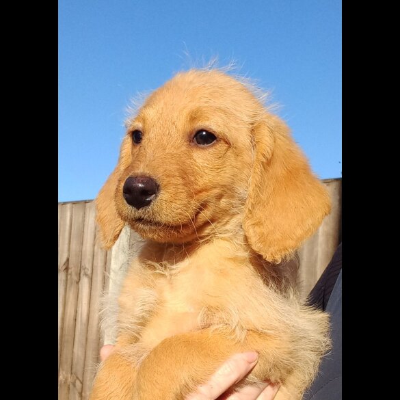 Labradoodle