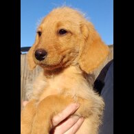 Labradoodle