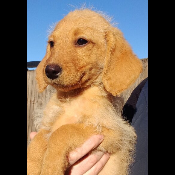 Labradoodle