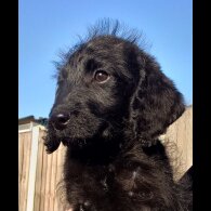 Labradoodle