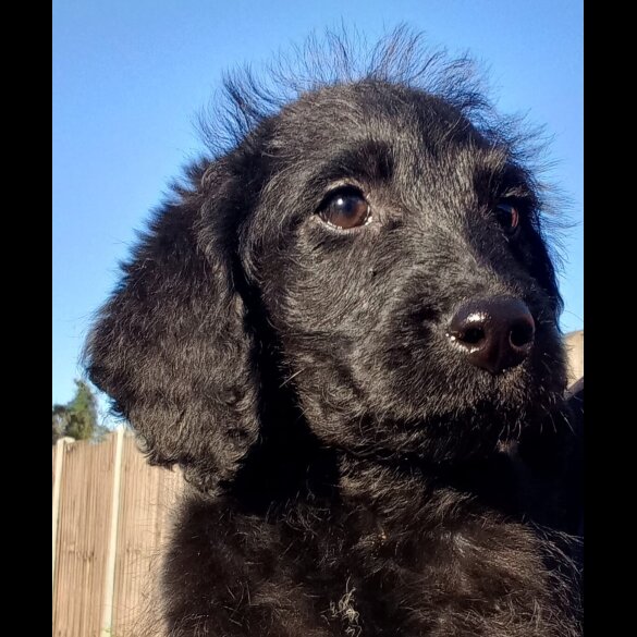 Labradoodle