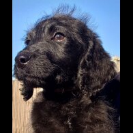 Labradoodle