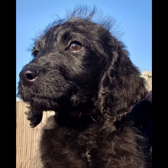 Labradoodle
