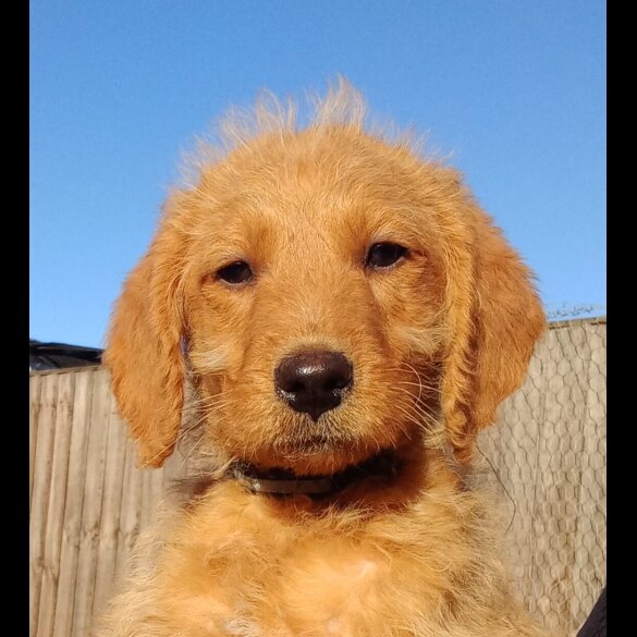 Labradoodle