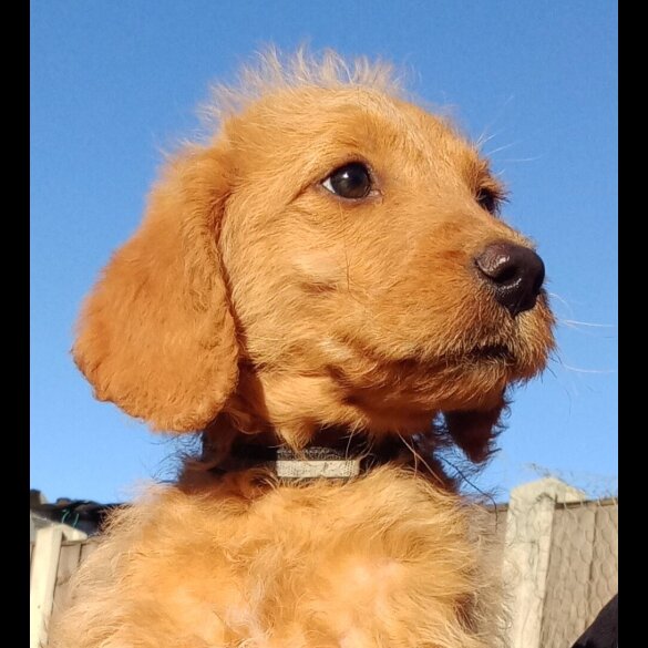 Labradoodle