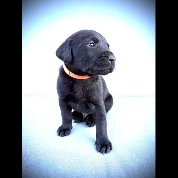 Labrador Retriever