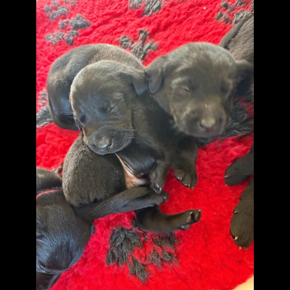 Labrador Retriever