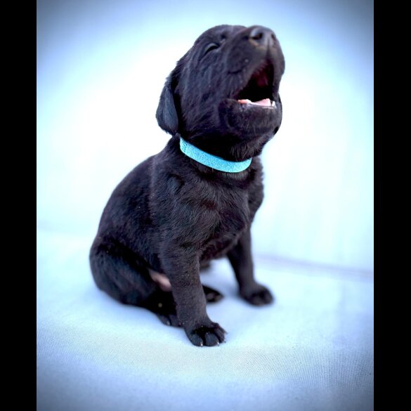 Labrador Retriever