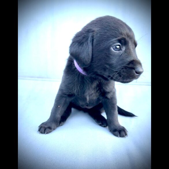 Labrador Retriever