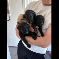 Labrador Retriever