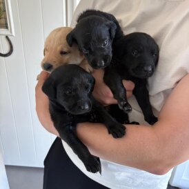 Labrador Retriever