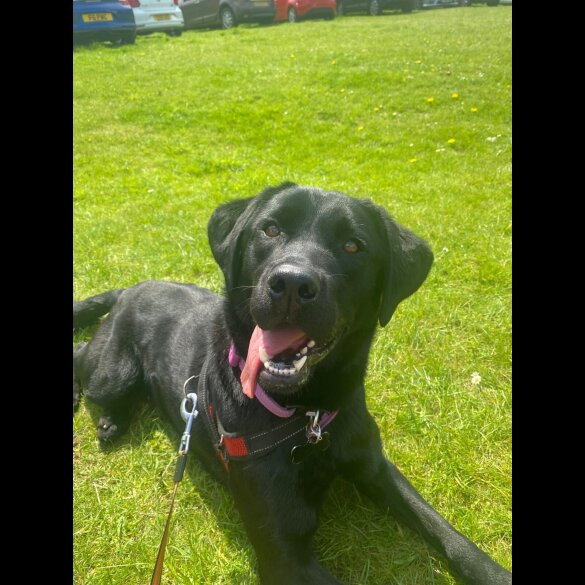 Labrador Retriever