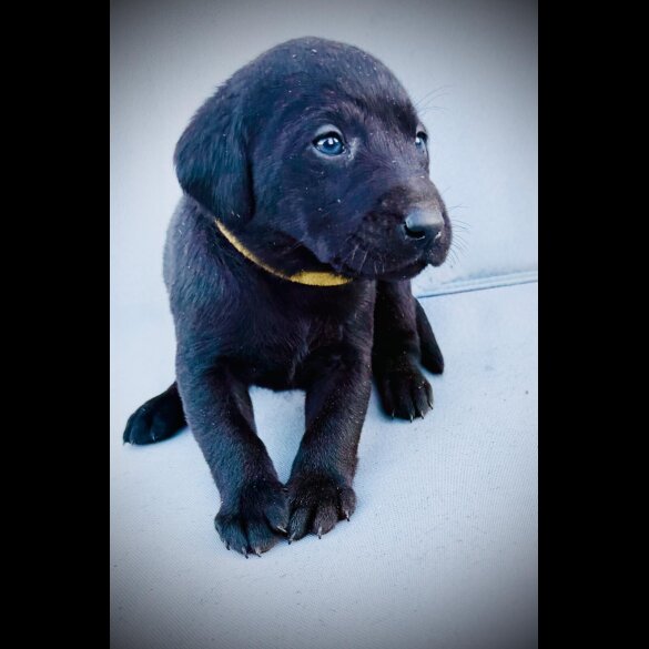 Labrador Retriever