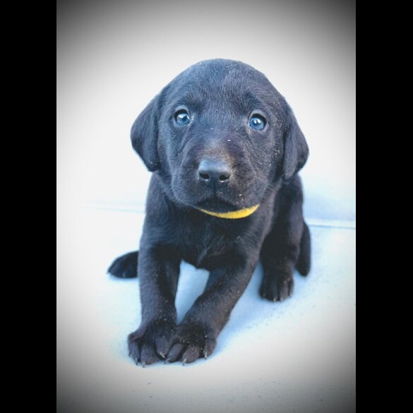 Labrador Retriever