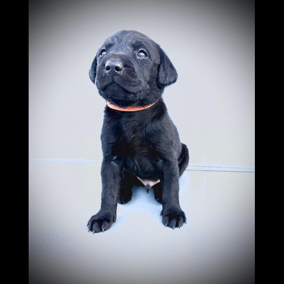 Labrador Retriever