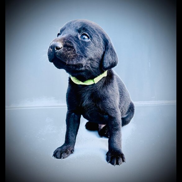 Labrador Retriever