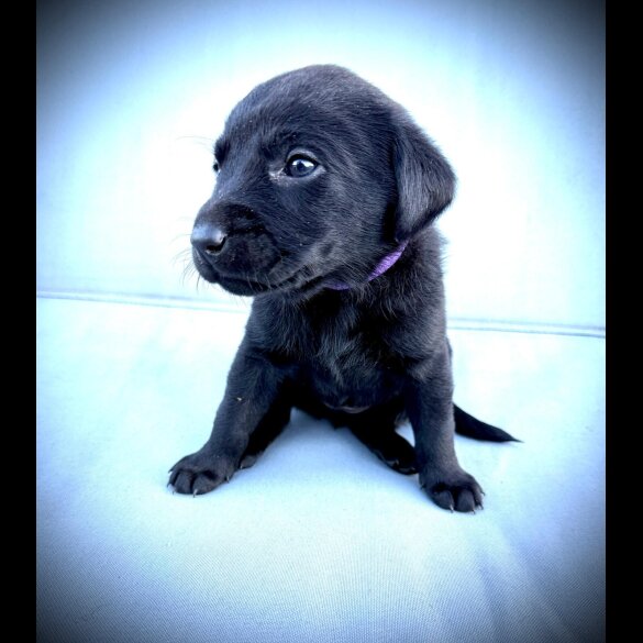 Labrador Retriever