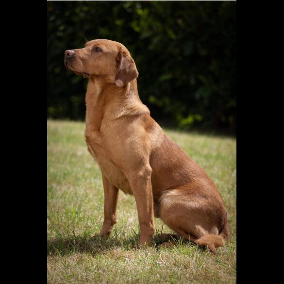 Labrador Retriever