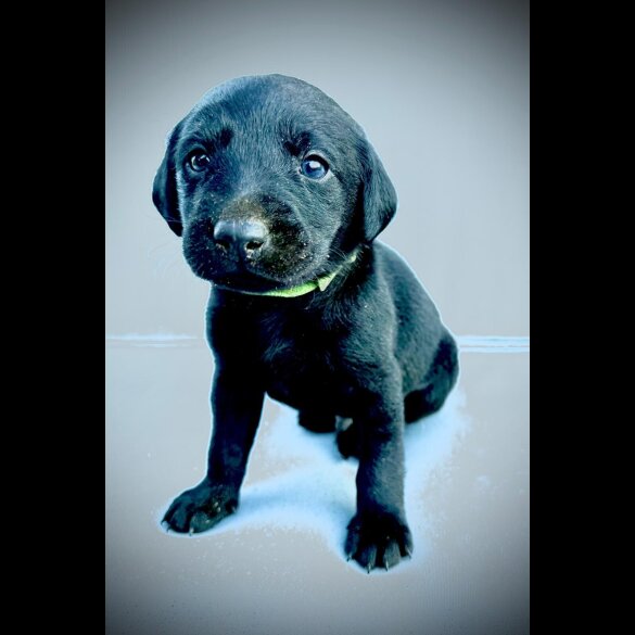 Labrador Retriever