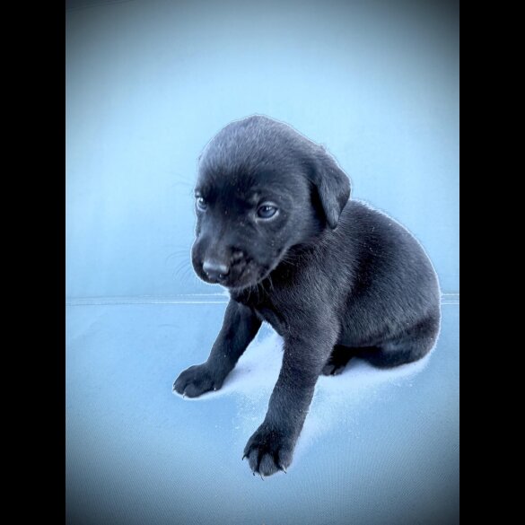 Labrador Retriever