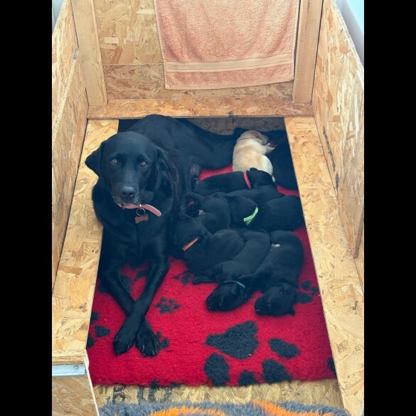 Labrador Retriever