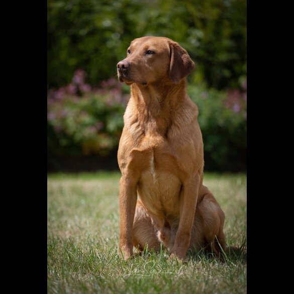 Labrador Retriever