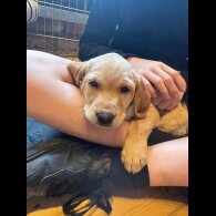 Labrador Retriever - Both