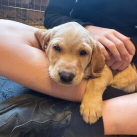 Labrador Retriever - Both