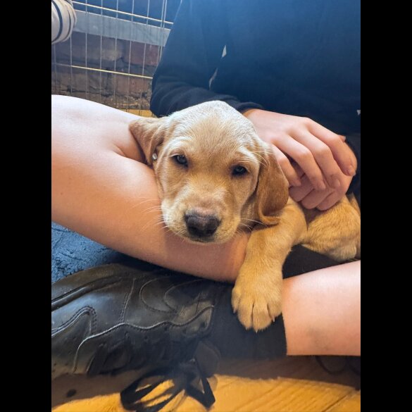 Labrador Retriever - Both