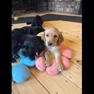 Labrador Retriever - Both