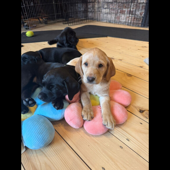 Labrador Retriever - Both