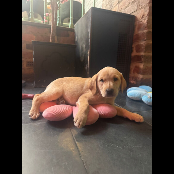 Labrador Retriever - Both