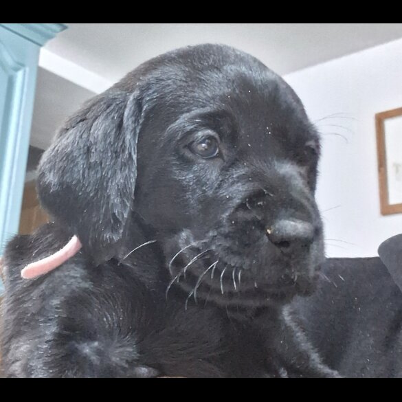 Labrador Retriever - Both