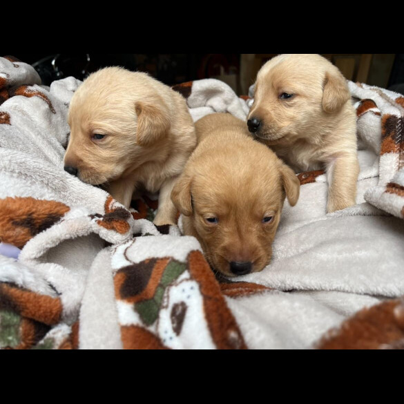 Labrador Retriever